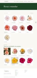 International Breeders standard roses page