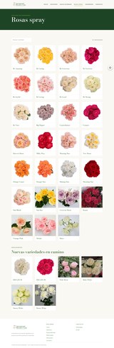 International Breeders spray roses page